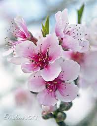 Darolanne Photography Beautiful Flowers Wallpapers Flower Pictures Flowers Photography