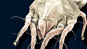 Image result for Dust mite