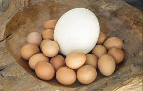 Top 5 Unbelievable Facts About The Ostrich Egg