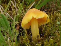 Entoloma De Rotlinge Wiesenpilze Und Andere Schwammerln