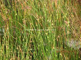 Image result for Cyperus laevigatus