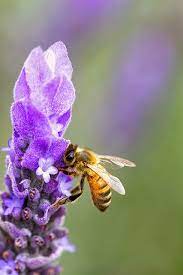 Bee On Lavender Bee On Flower Bee Bee Keeping