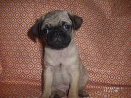 Maybe you would like to learn more about one of these? Male Pug Puppy For Sale For Sale In Dallas Texas Classified Americanlisted Com