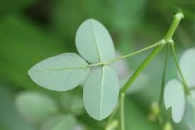 Image result for Oxalis barrelieri