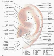 auriculotherapy treating the ear to heal the body