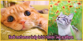 Kedi Girmeyen Eve Doktor Girer Kedi Mirlamasinin Bazi Ilaclardan Bile Daha Etkili Oldugunu Biliyor Musunuz Onedio Com