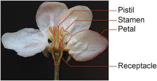 Magic magical al teachin eachings gs of german germany's y's llewellyn (teutonic greatest secret occult order , llewellyn. The Influence Of Flower Anatomy And Apple Cultivar On The Apple Flower Phytobiome Phytobiomes Journal