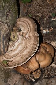 Image result for Ganoderma applanatum
