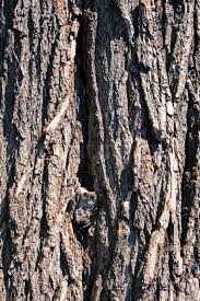 We did not find results for: Bark Of The Trunk Of Old Weeping Willow Stock Image Colourbox