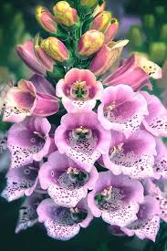 Pin On Flora Photography Darren Song Ng