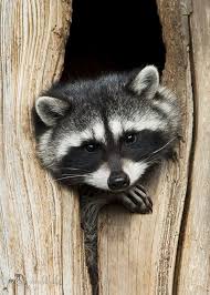 My Paisley World — sapphire1707: Raccoon Portrait by...