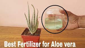 Clean the water container and fill with 70% of water. Grow Aloe Vera Faster Using This Fertilizer Boost Your Aloe Vera Growth Youtube