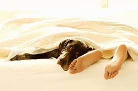 Darüber hinaus ist der schlaf mit einem hund im bett nicht unbedingt besser. Funf Grunde Warum Haustiere Nicht Im Bett Schlafen Sollten Gehoren Hund Und Katze In Die Heia Von Herrchen Und Frauchen Panorama Stuttgarter Nachrichten