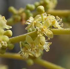 Image result for Lannea schimperi