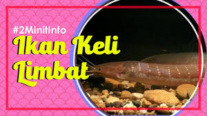 Kenali spesies ikan pendatang yang baik di malaysia part 1 3 umpan. Ikan Keli Limbat Yang Perlu Anda Tahu Youtube