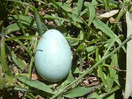 Small Bird Eggs With Brown Spots Myna Bird Egg Bird Eggs Eggs Bird