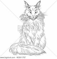 See also these coloring pages below Sitting Cat Breed Vector Photo Free Trial Bigstock