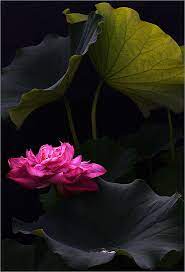 Pin On Pretty Flowers