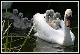 The Swan Family Animals Animals Beautiful Pet Birds