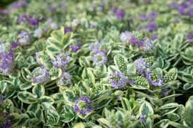 Image result for Hebe