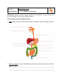 Student exploration ripple tank ripple tank lab answers pdf file building pangea gizmo assessment answers building pangea gizmo quiz answers pangea gizmo answer key 98232c9700. Digestive System Gizmo