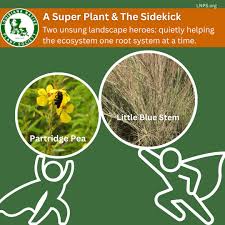 Image result for Chamaecrista polytricha