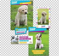 We did not find results for: Labrador Retriever Golden Retriever Puppy Dog Breed Companion Dog Png Clipart Animals Breed Carnivoran Companion Dog