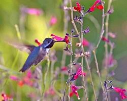 Check spelling or type a new query. Hummingbird Eyesight And Coloration Ask A Biologist