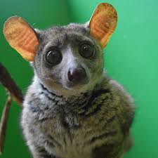 Use them in commercial designs under lifetime, perpetual & worldwide rights. Galago Bush Baby Cub Creek Science And Animal Camp