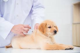 Below are 48 working coupons for discount pet vaccinations near me from reliable websites that we have updated for users to get maximum savings. Rabies Vaccine For Dogs Great Pet Care