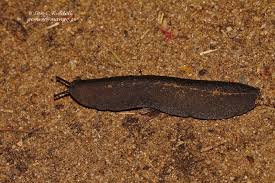 We did not find results for: Https Earthlingnature Wordpress Com 2021 07 16 Friday Fellow European Common Frog Https Earthlingnature Files Wordpress Com 2021 07 Original Jpeg Original Small A Couple In Switzerland Seeking For A Nice Wet Room To Make Love Small 2021 07
