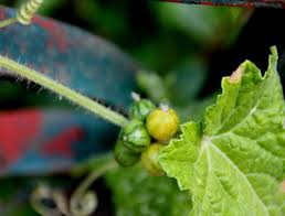 Image result for Cucumis maderaspatanus
