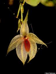 Image result for Eulophia calantha