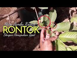 Cara tepat mengatasi gatal karena biduran. Atasi Rontok Jambu Kristal Dengan Pupuk Yang Tepat Youtube