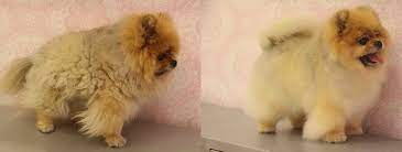 Price vh.treatment of hair loss. Alopecia X Black Skin Desease Pomeranian Beauty