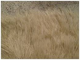 Sheepskin rugs are one of the most timeless choices when it comes to floor décor! How To Clean A Sheepskin Rug