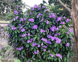 Image result for Brunfelsia pauciflora