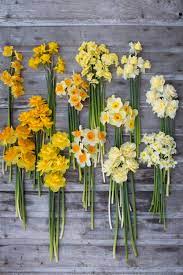 One Of The First Flowers To Bloom In Abundance Each Spring Narcissus Daffodils Are A Must Have For Any Flo Spring Garden Flowers Flower Farm Jonquil Flowers