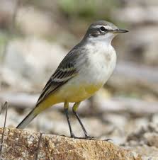 Often pumps tail up and down while walking on the ground. Another Bird Blog Grey Or Yellow