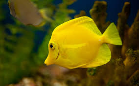 Aquarium Fish Yellow Tang Fish Wallpaper Animals Library Tang Fish Fish Wallpaper Yellow Fish