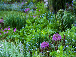 Pin By Wendy Kremer On My Virginia Garden Plants Garden Mostly Sunny
