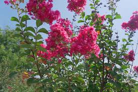 Image result for Corallocarpus triangularis