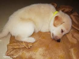 The word pariah comes from a tamil word, paraiyar, which was used to as an aboriginal landrace breed, the indog has no recorded origin. Do Indian Pariah Desi Dogs Make Good Pets Quora