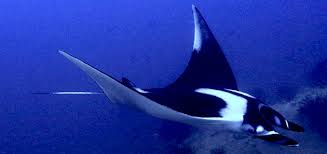 Manta ray was an marine fish that cost fishbucks. Manta And Sting Rays Animatronics Marine Robots Fish Mantarays Stingrays Mobulas