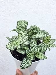 White Nerve Plant White Fittonia White Foliage Leaf Plant House Plant Desk Plant Terrarium Plant Easy Care House Plant Low Nerve Plant House Plants Desk Plants