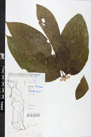 Image result for Oxyanthus speciosus