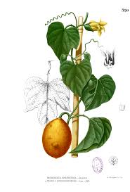 Image result for Momordica anigosantha