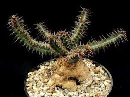 Image result for Euphorbia zambesiana