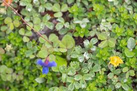 Image result for Parochetus