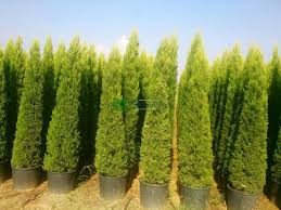 Image result for Cupressus macrocarpa